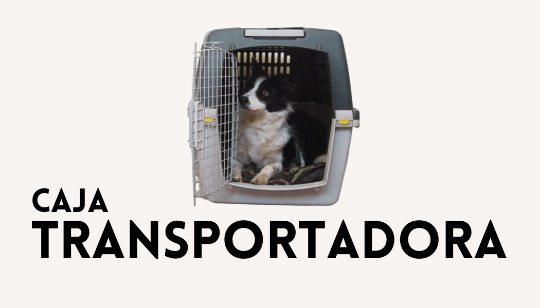 Flyer ilustrativo curso la caja transportadora de la plataforma Dogway