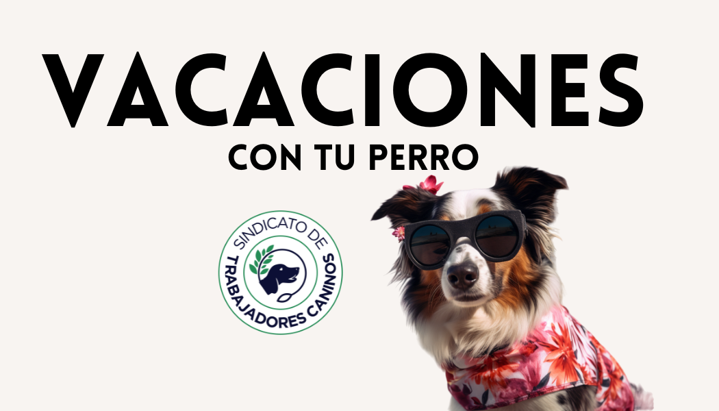 Flyer ilustrativo curso vacaciones con tu perro de la plataforma dogway